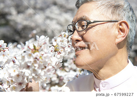 桜とシニア男性 67599227