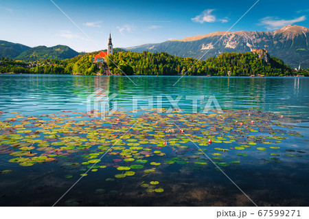 Fresh pink water lily flowers blooming on lake Bled, Slovenia Fresh pink water lily flowers blooming on lake Bled, Slovenia 67599271