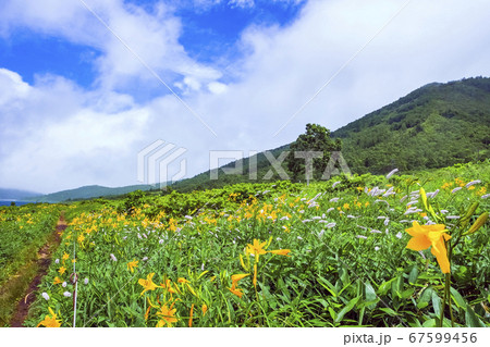 野反高原の花畑 67599456