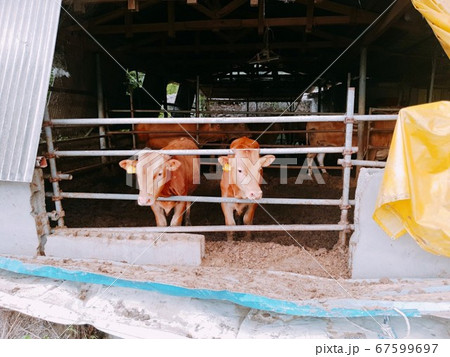 韓牛 家畜 農場 67599697