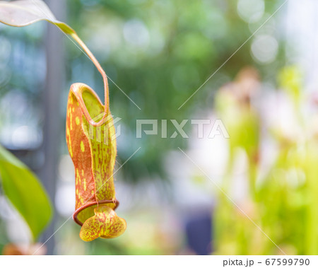 Nepenthes ampullaria, a carnivorous plant in a botanical garden 67599790