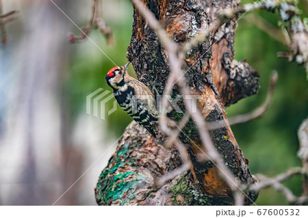 Woodpecker picidae profile view over apple tree Woodpecker picidae profile view over apple tree 67600532