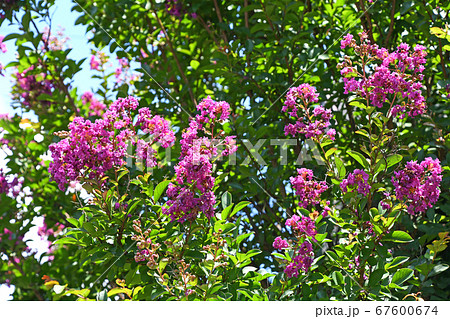 サルスベリの花 サルスベリの花 67600674