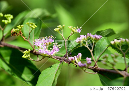 小紫の花 67600702