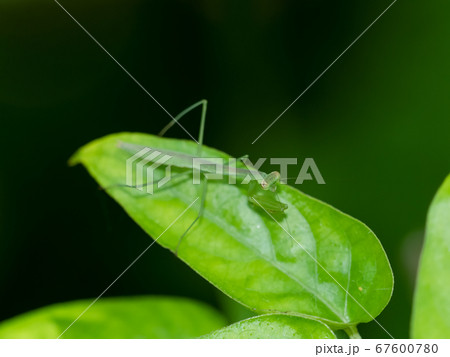 カマキリ 67600780