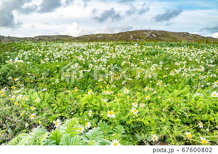 Flowering. Chamomile. Blooming chamomile field, Chamomile flowers on a meadow in summer in Ireland 67600802