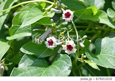 ヘクソガズラ（屁糞蔓） 67601020