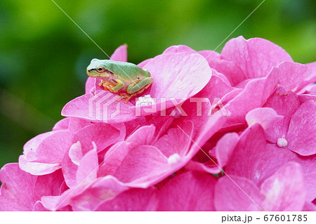 ピンクの紫陽花とカエル ピンクの紫陽花とカエル 67601785