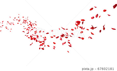 Red rose petals floating in curve flow path on a white background 67602181