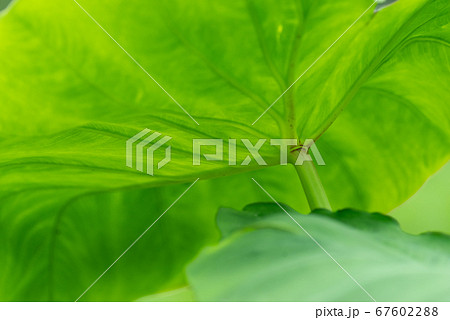 雨を弾く大きな葉 67602288