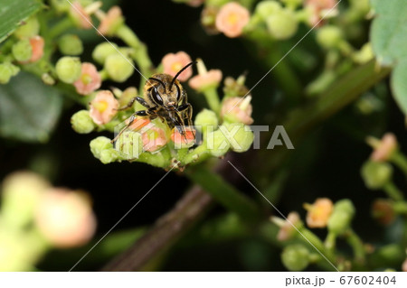 生き物 昆虫 シロスジカタコハナバチ、オスです。頭盾下部の黄色は特徴の一つ 生き物 昆虫 シロスジカタコハナバチ、オスです。頭盾下部の黄色は特徴の一つ 67602404
