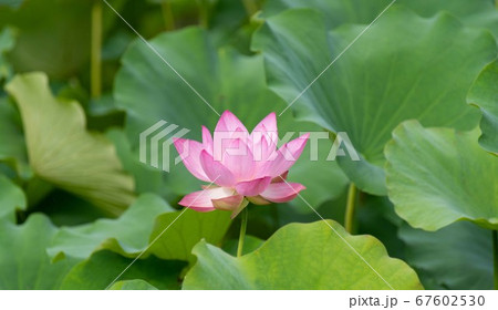 蓮の花 蓮の花 67602530