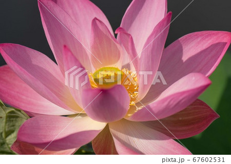 蓮の花 蓮の花 67602531