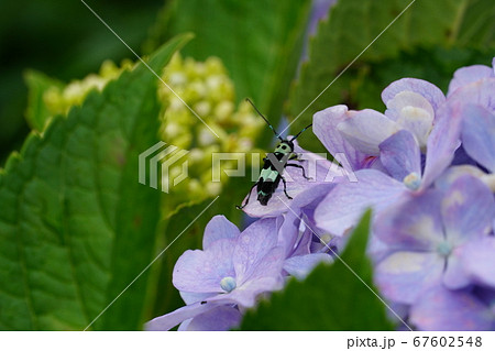 紫陽花の花に止まるラミーカミキリムシ 紫陽花の花に止まるラミーカミキリムシ 67602548