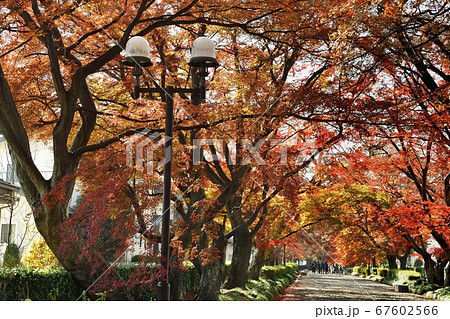 モミジの名所　那須塩原市大山参道の紅葉並木 67602566