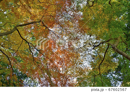 モミジの名所　那須塩原市大山参道の紅葉並木 67602567