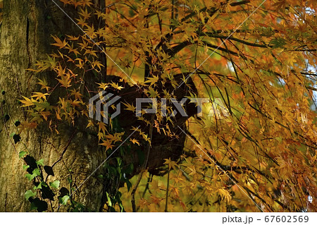 モミジの名所 那須塩原市大山参道の紅葉並木 モミジの名所 那須塩原市大山参道の紅葉並木 67602569