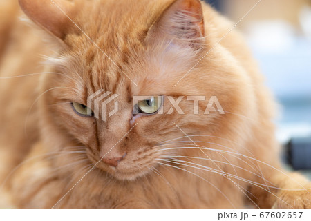 見つめる猫 茶トラ猫 見つめる猫 茶トラ猫 67602657