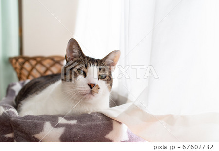 窓辺の猫 キジトラ猫 窓辺の猫 キジトラ猫 67602732