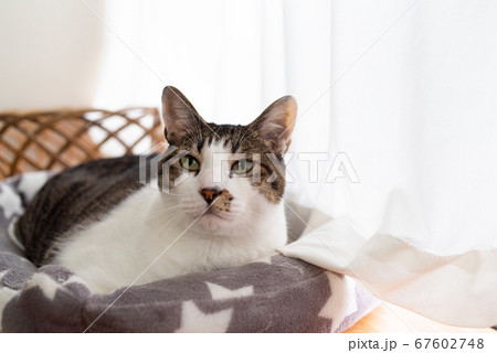窓辺の猫　キジトラ猫 67602748