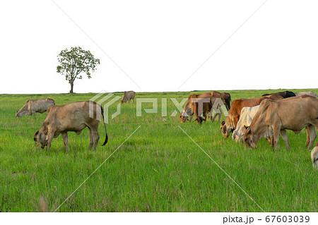 Group of cows eat the grass in the large field isolated on white background Group of cows eat the grass in the large field isolated on white background 67603039