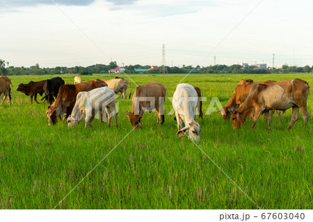 Group of cows eat the grass in the large field Group of cows eat the grass in the large field 67603040