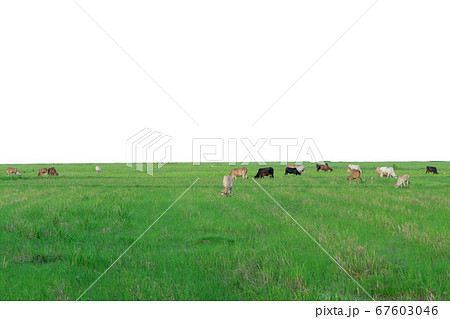 Group of cows eat the grass in the large field Group of cows eat the grass in the large field 67603046