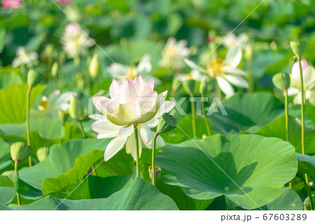 森川花はす田3480 森川花はす田3480 67603289
