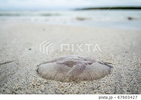Jellyfish on sandy beach in County Donegal - Ireland 67603427