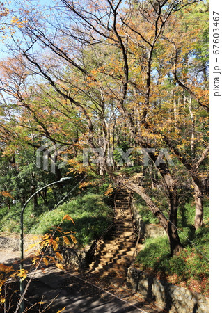 多摩川台公園 秋 紅葉 虹橋付近 縦位置 東京都大田区 多摩川台公園 秋 紅葉 虹橋付近 縦位置 東京都大田区 67603467