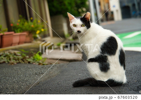 ぶち猫 ぶち猫 67603520