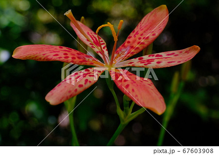 檜扇 ぬばたまの花の写真素材