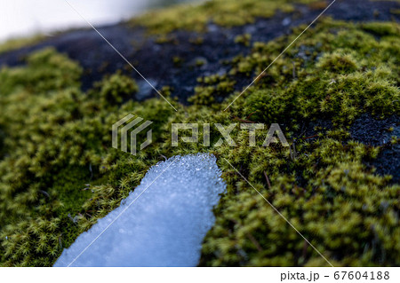 雪と苔と岩 67604188