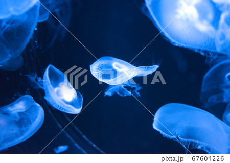 男鹿水族館のクラゲ 男鹿水族館のクラゲ 67604226