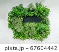 Black Name tag in group of green plant 67604442