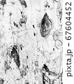 Old white tree bark background 67604452
