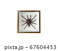 Top view, Tarantula Spider in photo frame on white 67604453