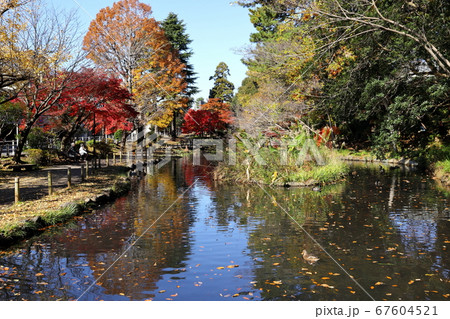 宝来公園 秋 紅葉 (東京都田園調布) 宝来公園 秋 紅葉 (東京都田園調布) 67604521