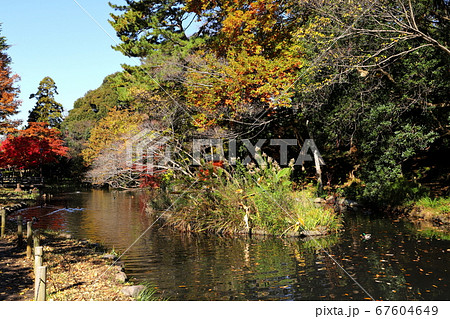 宝来公園 秋 紅葉 (東京都田園調布) 宝来公園 秋 紅葉 (東京都田園調布) 67604649