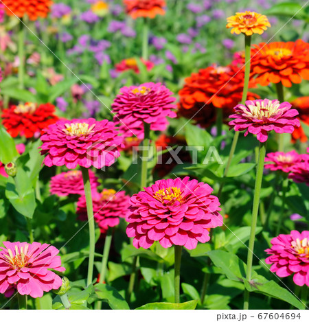 Bright floral background. Multicolored zinnia. Bright floral background. Multicolored zinnia. 67604694