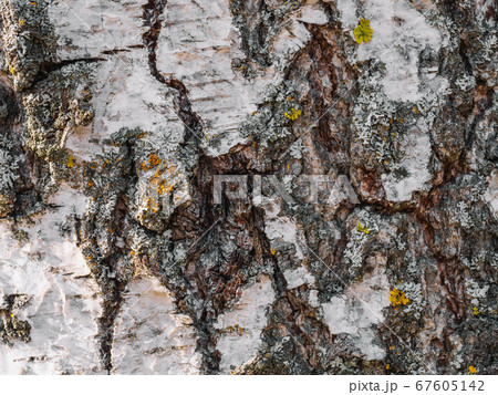 texture of the tree bark of birch closeup 67605142