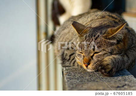 昼寝している野良猫 67605185