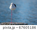 一本足で休憩中のセイタカシギ 67605186