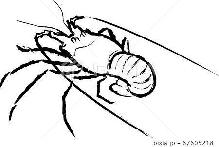 筆書きタッチの伊勢エビのイラスト素材