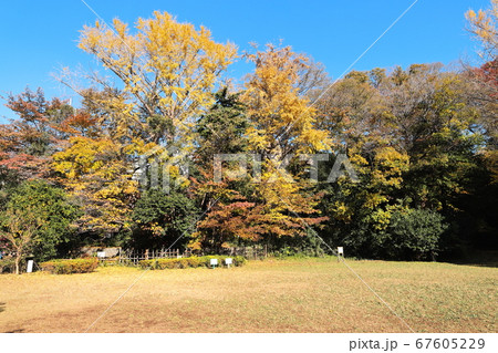 宝来公園　秋　紅葉　（東京都田園調布） 67605229