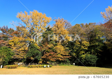 宝来公園 秋 紅葉 (東京都田園調布) 宝来公園 秋 紅葉 (東京都田園調布) 67605230