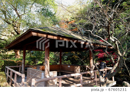 田園調布せせらぎ公園　秋　紅葉　東京都 67605231