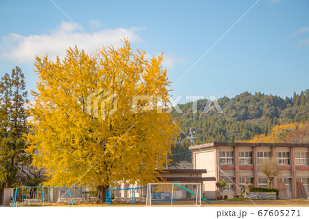 大きな銀杏の木と小学校 67605271