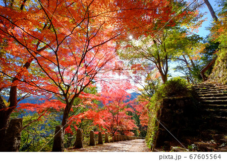 高城山の紅葉（奈良県吉野郡吉野町） 67605564