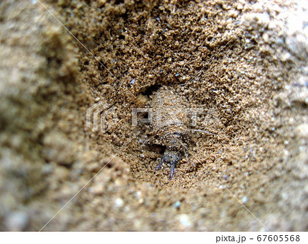 アリジゴク アリジゴク 67605568